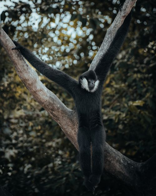 Free A gibbon gracefully hangs from tree branches in a dense forest, showcasing its natural habitat. Stock Photo