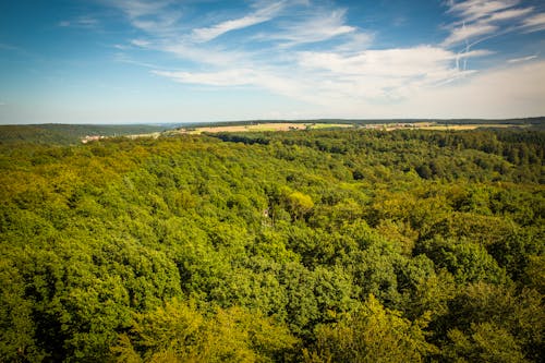 Green Trees Under Blue Sky