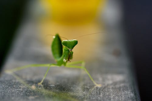 Green Praying Mantis