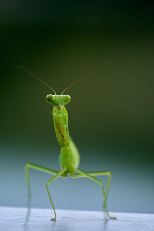 Green Praying Mantis on Green Background