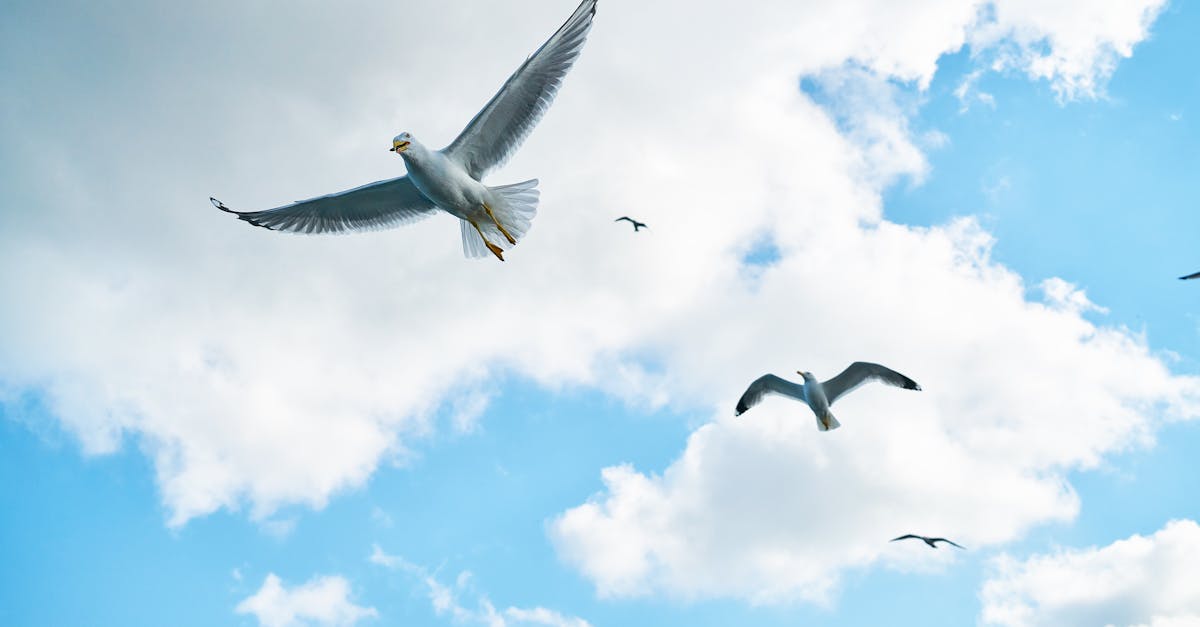 How do birds sleep in the air
