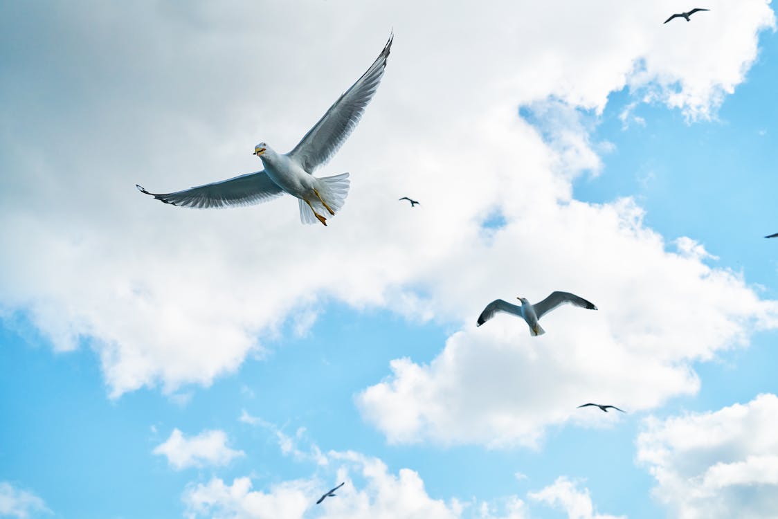 Free Soaring Seagulls in the Sky  Stock Photo