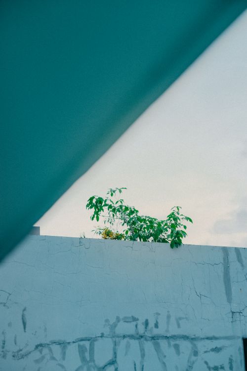 Free Plants on a rooftop contrasted with blue sky and abstract structure. Stock Photo