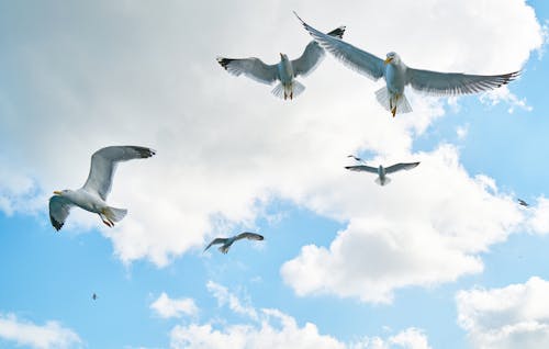 Low Angle Photography of Flock of Flying Gulls