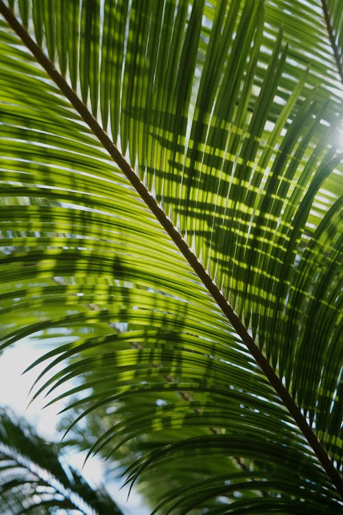 Photos gratuites de fermer, feuille de palmier, feuille verte