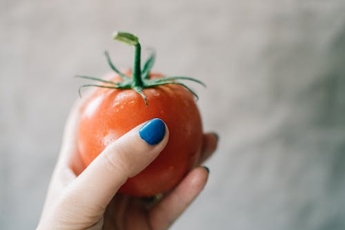 Free Person Holding Red Tomato Stock Photo