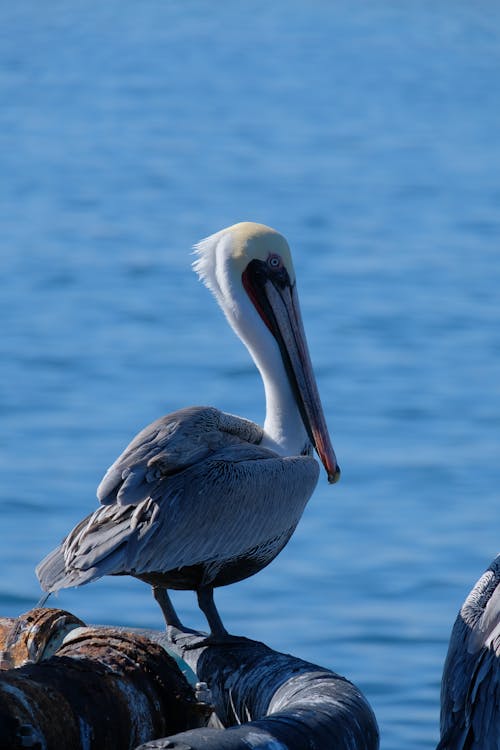 A Pelican by the Water 
