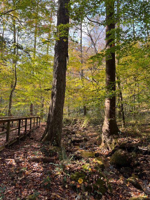 Free Tranquil autumn scene featuring a wooden footbridge amidst tall trees in a sunlit forest. Stock Photo