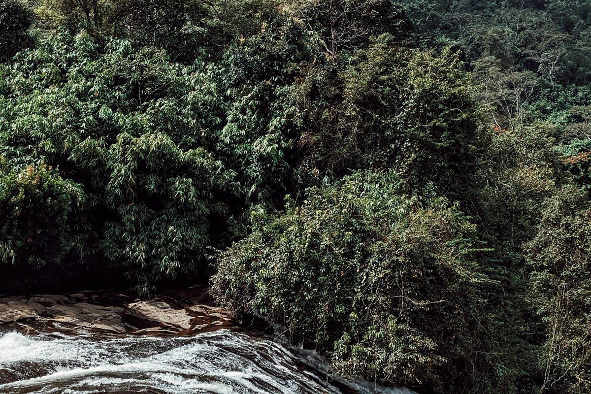 Wide river cascading over rocky ledges in a forest