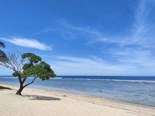 Photograph of a Tree Near the Sea