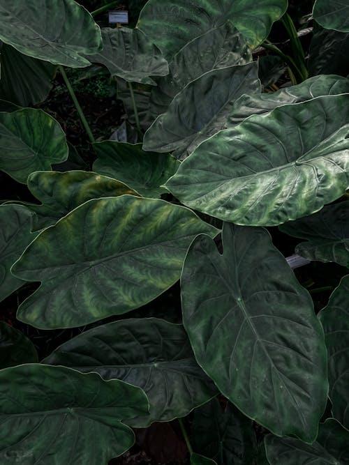 Close Up Photo of Green Leaves of a Plant