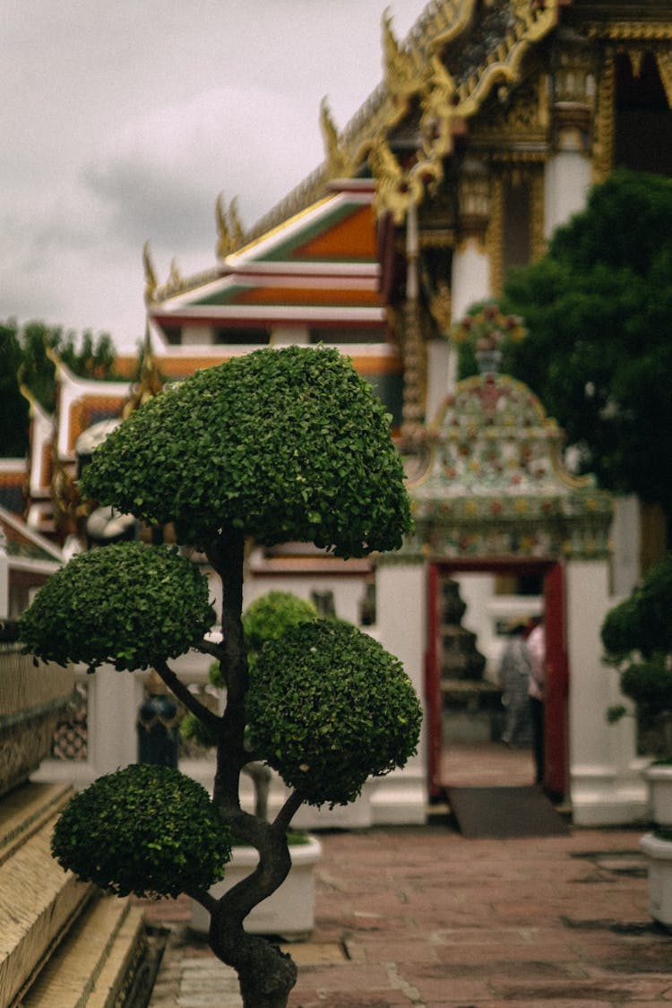 A Bonsai Plant Outside A Buddhist Temple