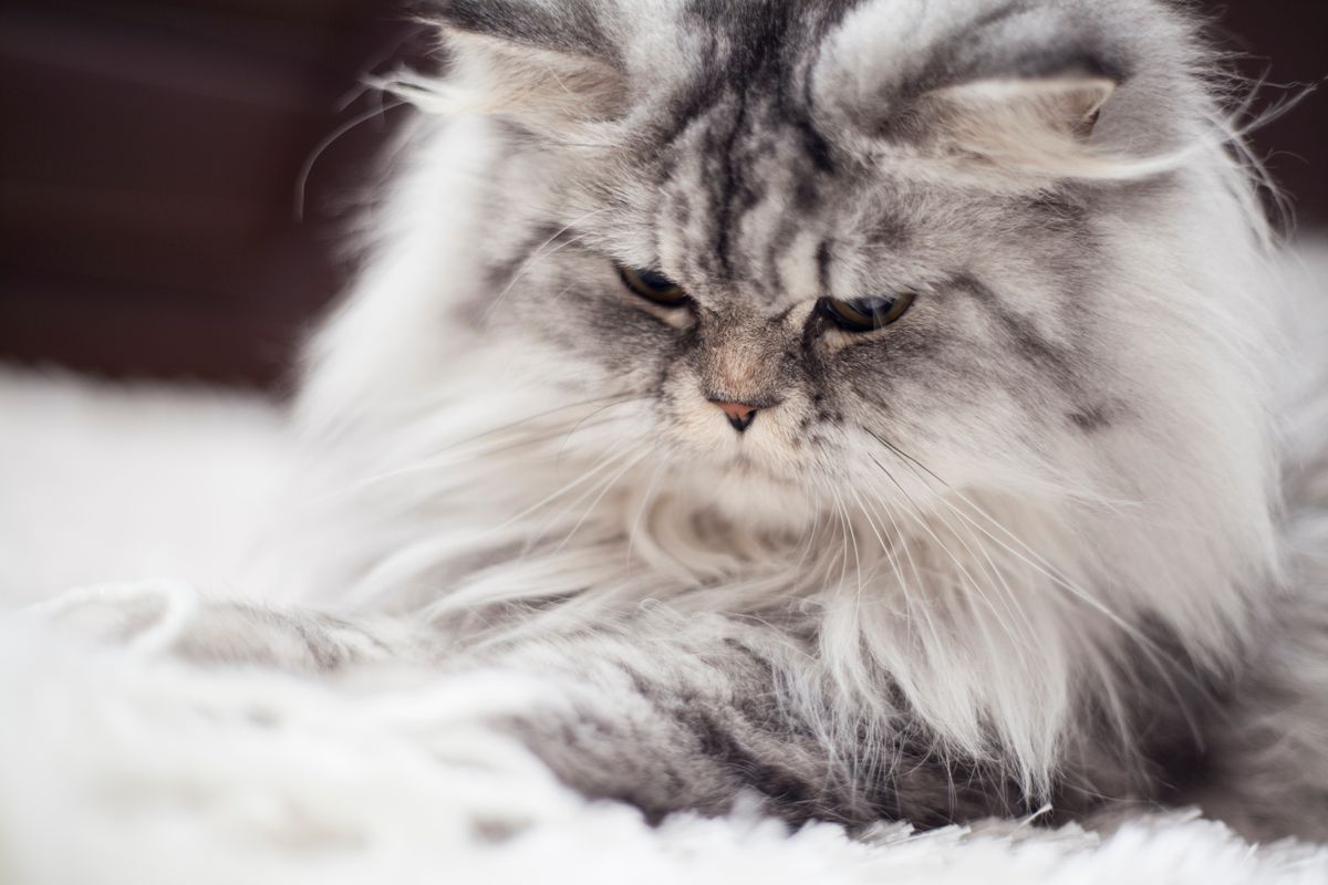 Persian cat — flat-faced breed with long silky coat requiring daily grooming