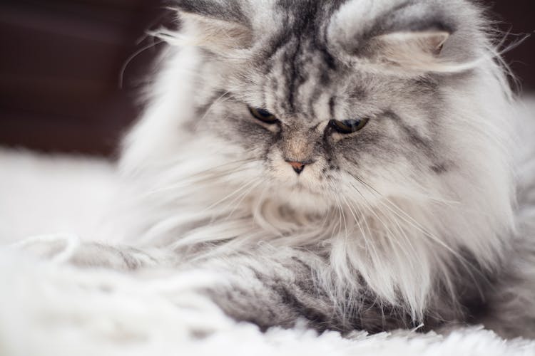 Gray And White Persian Cat