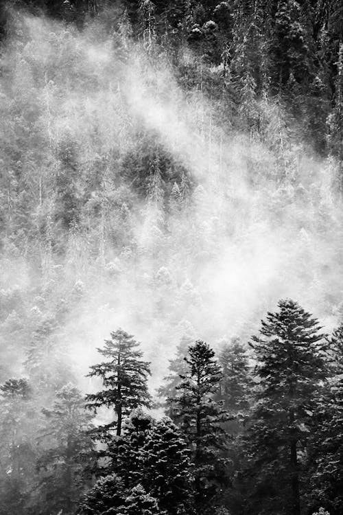 Grayscale Photo of Trees Covered in Fog