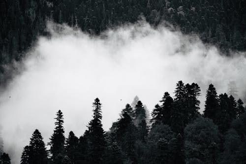 Black and White Photo of Trees Near Fog