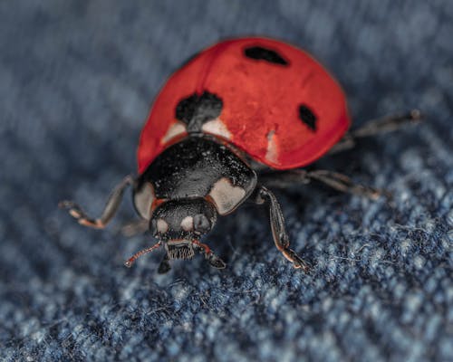 Free Macro Shot of a Black and Red Ladybug Stock Photo