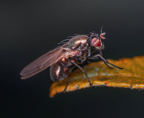 Macro Shot of a Fly