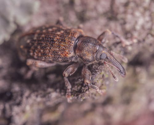 Macro Shot of a Black and Brown Weevil