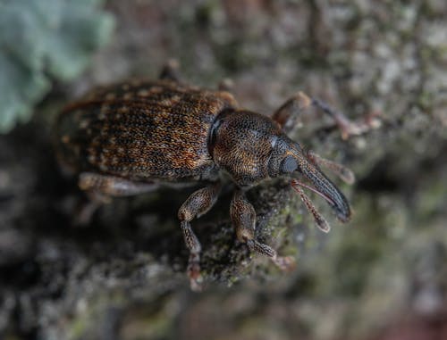 Close-Up Photograph of a Weevil