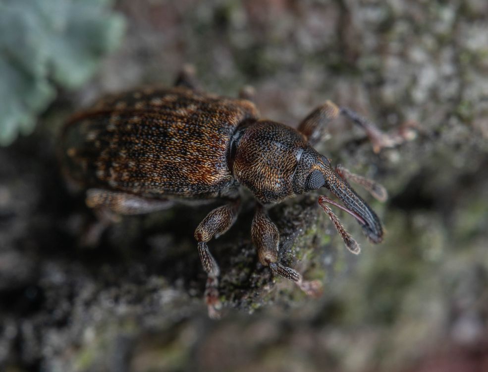 Webble Insect Close-Up Photograph of a Weevil · Free Stock Photo