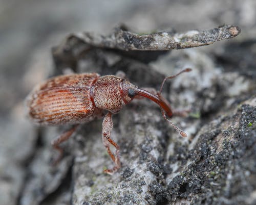 Macro Shot of a Brown Weevil