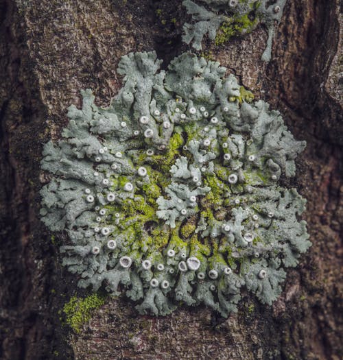 Close Up Photo of Tree Trunk with Lichen