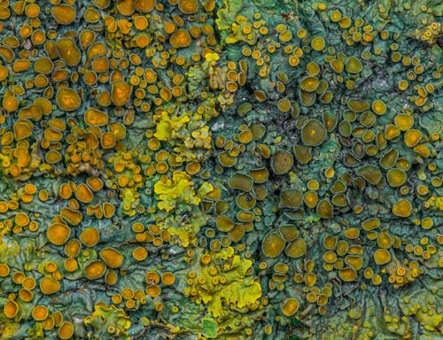 Close-up of Lichen on Wood Surface
