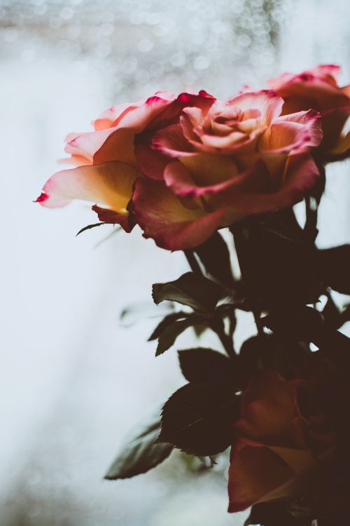 Free Close-up of pink roses with delicate lighting, perfect for romantic and nature themes. Stock Photo