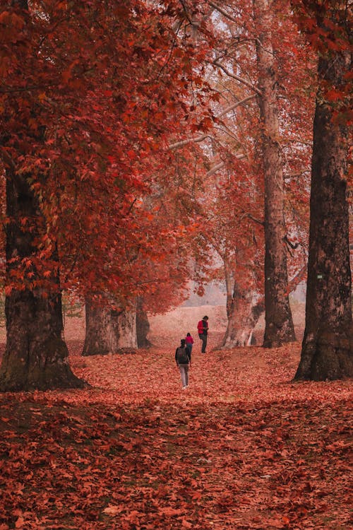 Free People Walking through Autumn Leaves Stock Photo