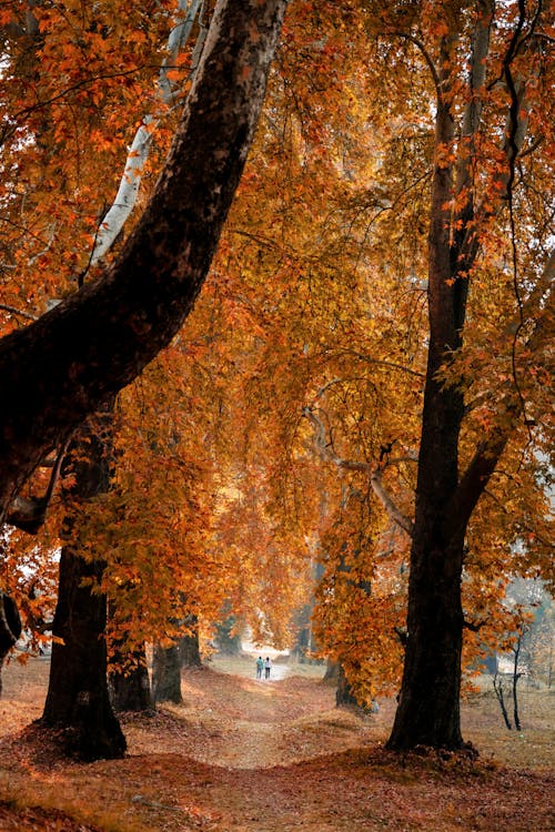 Photo of a Footpath in an Autumn Park