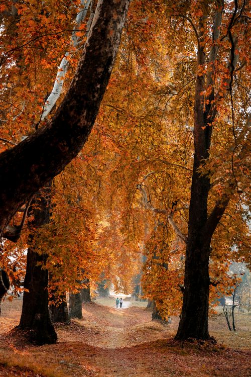 Free Scenic autumn path surrounded by trees with golden leaves. Two people walk in the distance. Stock Photo