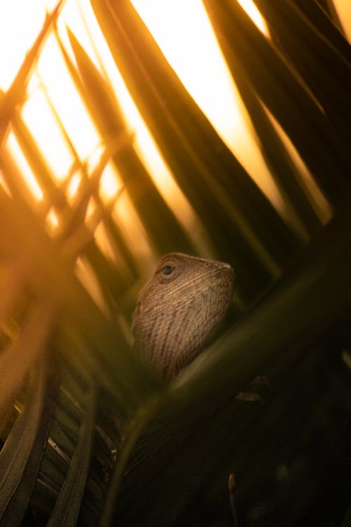 Lizard Head on Green Palm Leaves