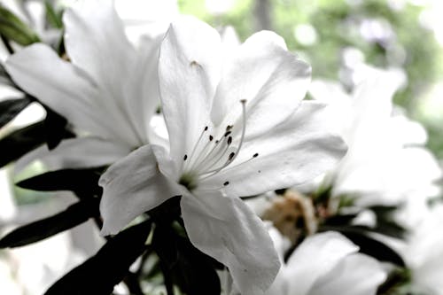 Fotos de stock gratuitas de bonito, claridad, flor blanca