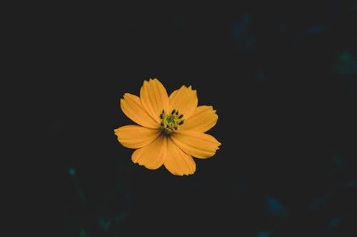 노란 코스모스 꽃의 선택적 초점 사진