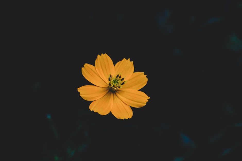 Animated Explainer GIFs