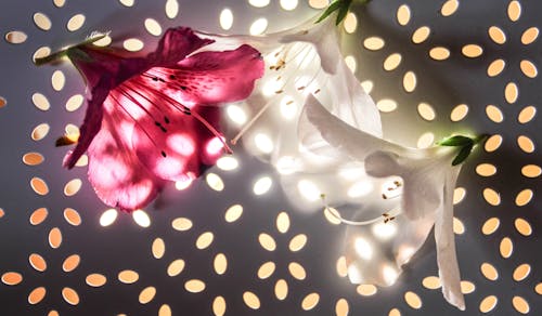 Fotos de stock gratuitas de brillante, flor blanca, flores bonitas