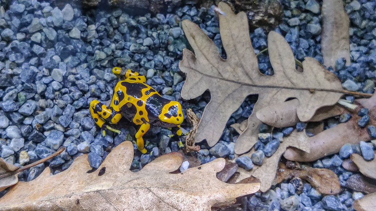 Pouring cold milk over iced coffee to create a latte effect
