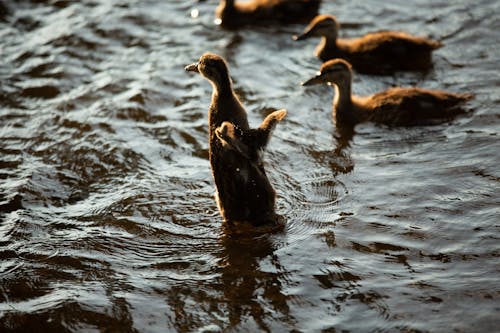 Fünf Braune Entenküken Auf Dem Wasser