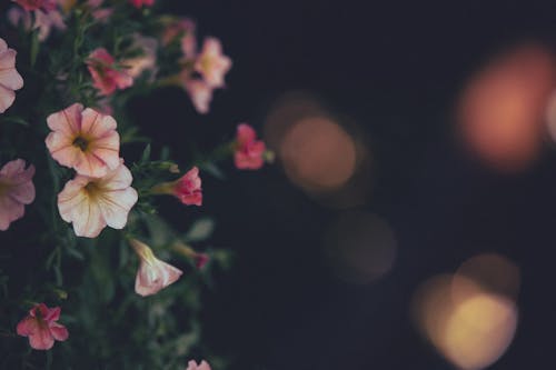 Free ピンクのハイビスカスの花 Stock Photo