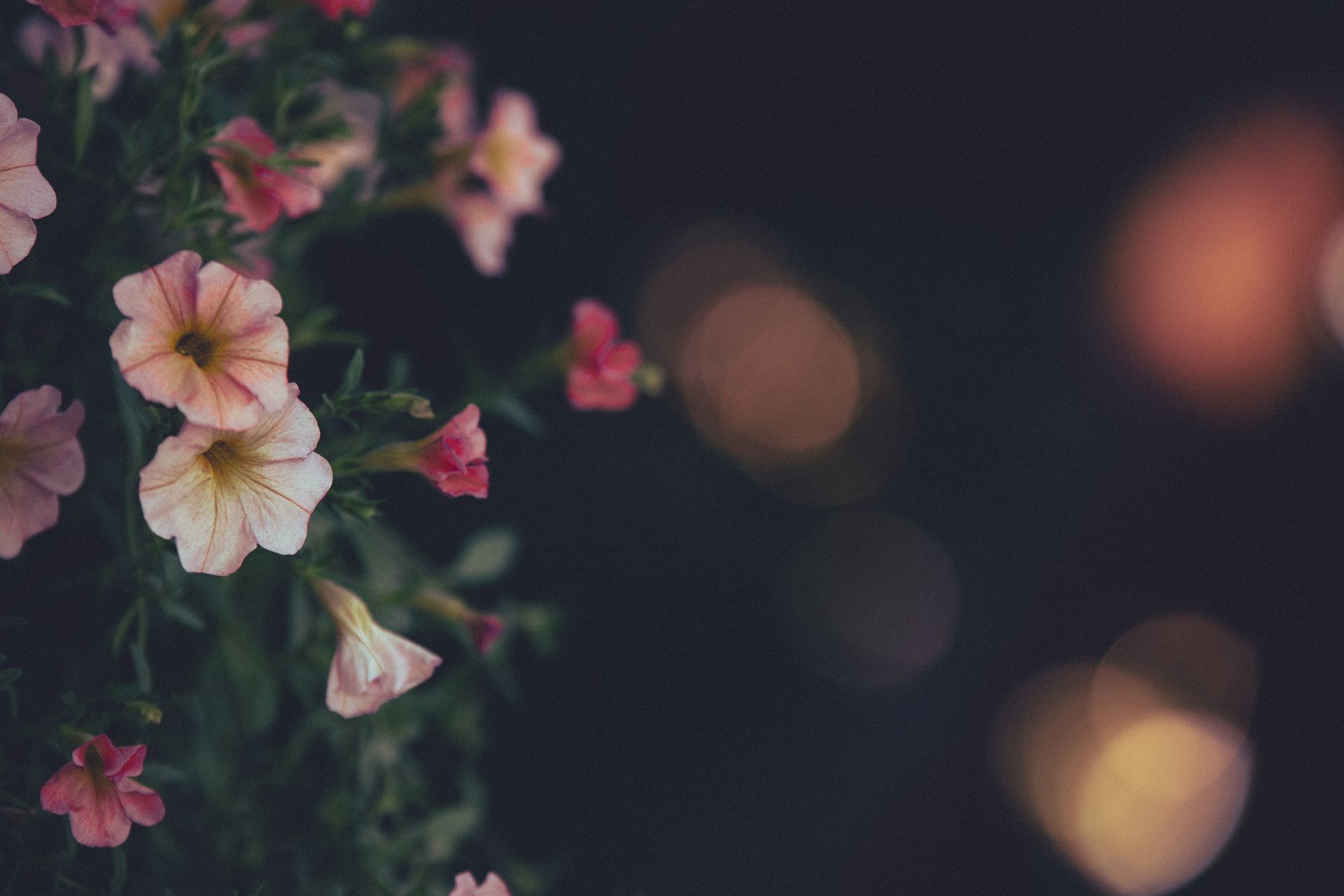 Delicate pink flowers with a dreamy bokeh effect against a dark background, perfect for decor.