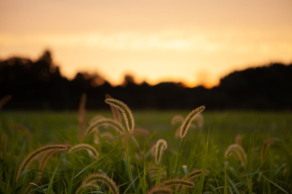 Nahaufnahmefoto Des Grünen Und Braunen Grasfeldes