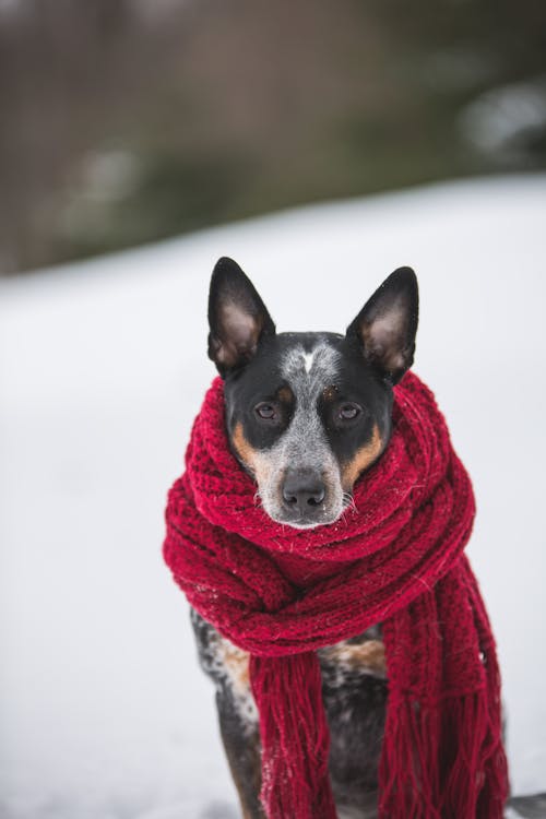 狗坐在雪地上选择性聚焦摄影戴着流苏的钩针围巾