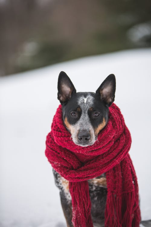 Dog Wearing Crochet Scarf With Fringe While Sitting on Snow Selective Focus Photography