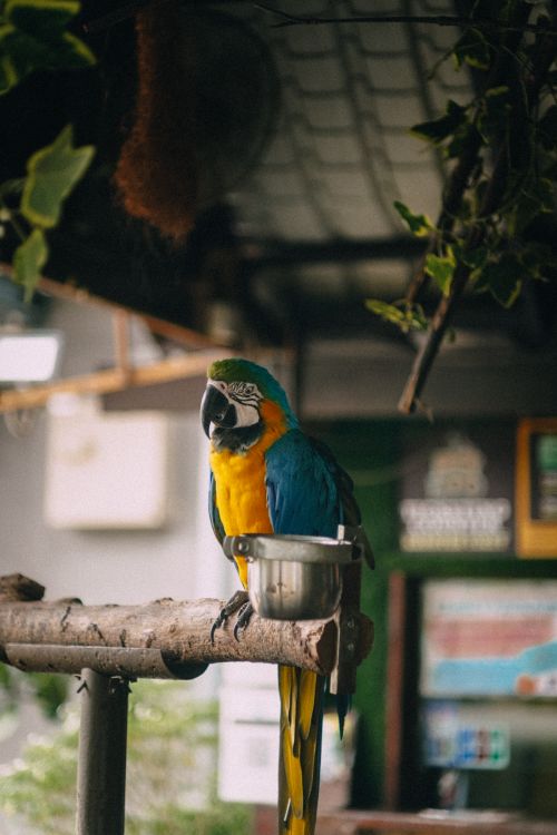 Free A colorful blue and gold macaw perched indoors, showcasing its vibrant plumage. Stock Photo