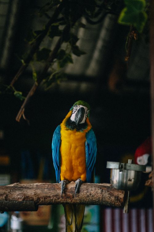 Free Vibrant blue and gold macaw perched on a branch in an indoor setting. Stock Photo
