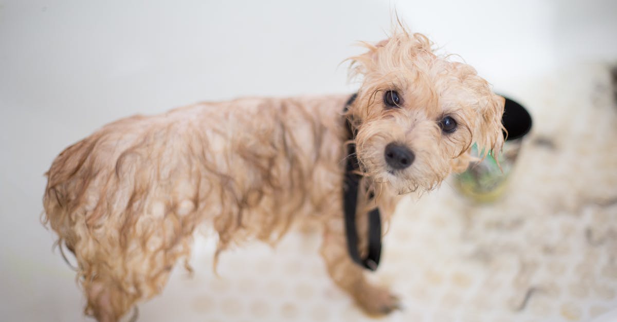 Cream Toy Poodle Puppy in Bathtub