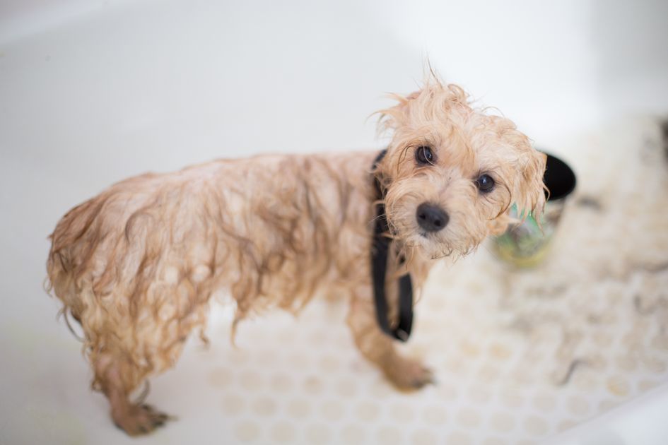 A wet cream-coloured puppy sitting in a grooming bathtub, lathered with shampoo during a professional grooming session.
