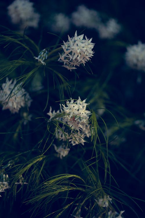 Free stock photo of blue, flowers, gree