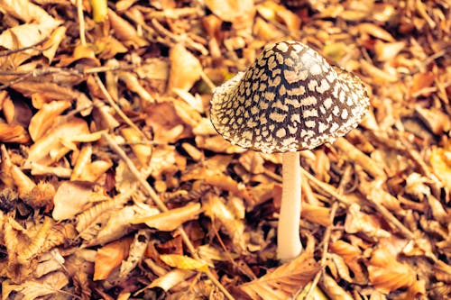 A Mushroom Near Dry Leaves